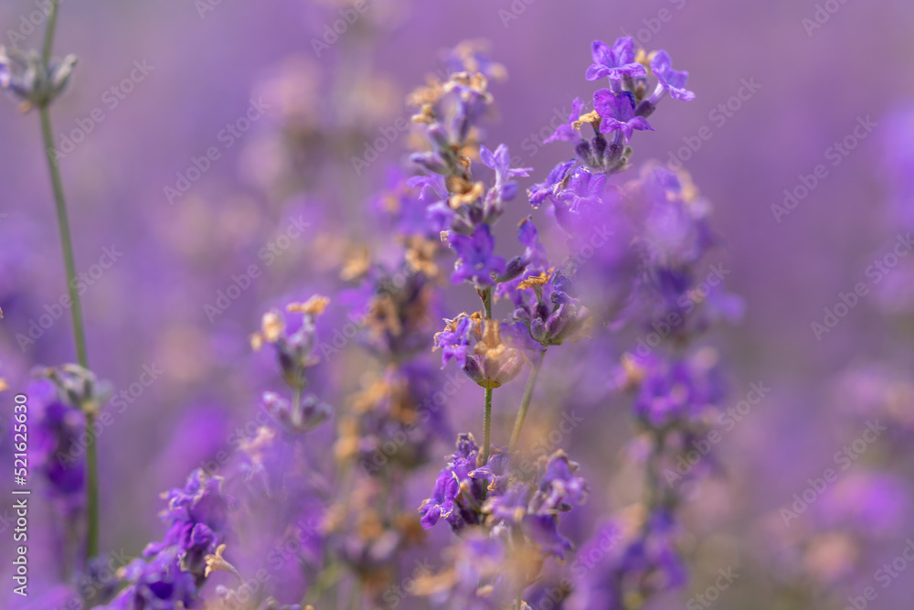 Fototapeta premium Background texture of purple lavender flowers in a farm field
