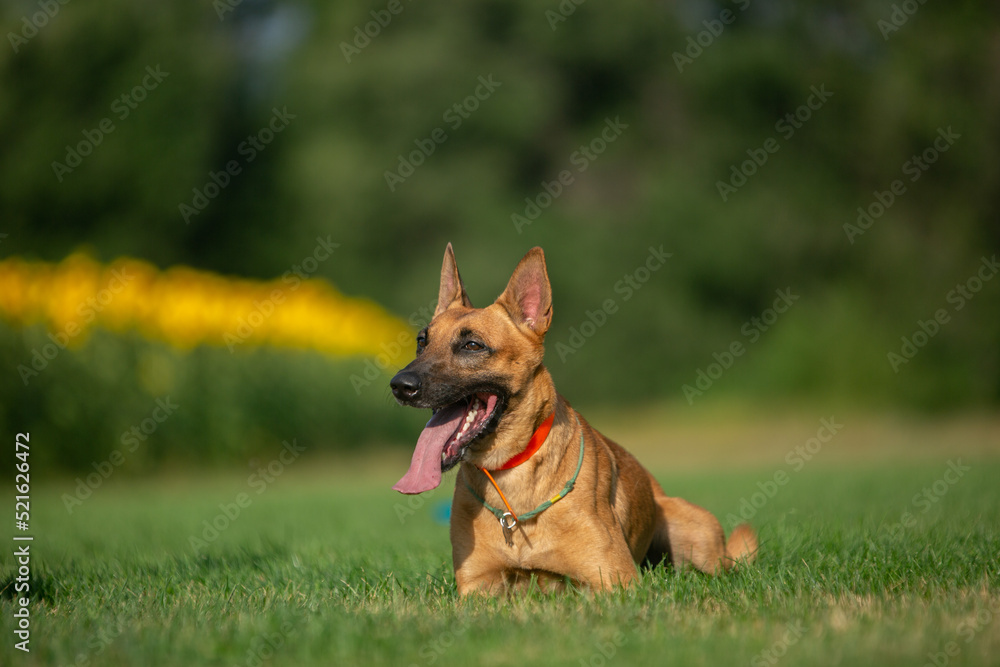 Belgian Shepherd dog posing in a summer park Belgian Shepherd dog posing in a summer park
