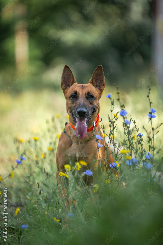 Belgian Shepherd dog posing in a summer park Belgian Shepherd dog posing in a summer park