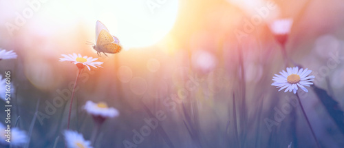 Fotografija A  Beautiful white flowers and butterfly in sunrise in a forest meadow close-up in sunlight in nature