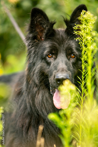 German shepherd, summer park