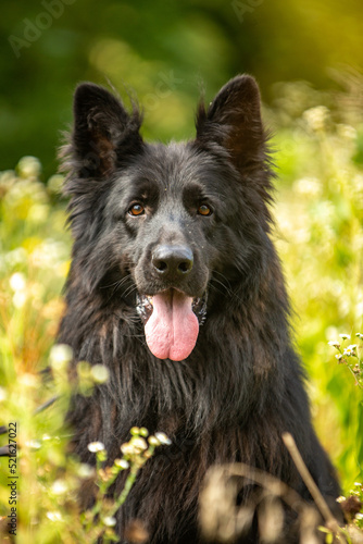 German shepherd, summer park