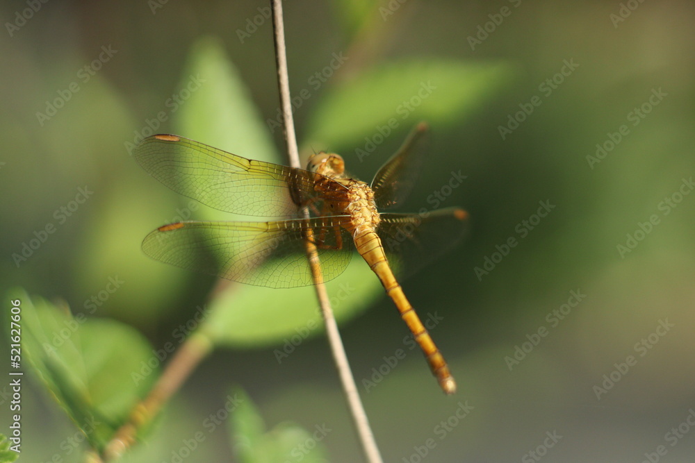 dragonfly on a leaf