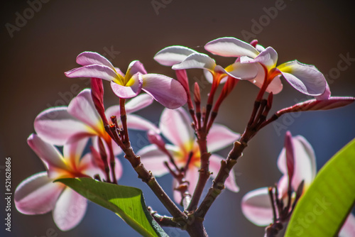 Plumaria . Cluster of blooms . White. Pink . Yellow photo