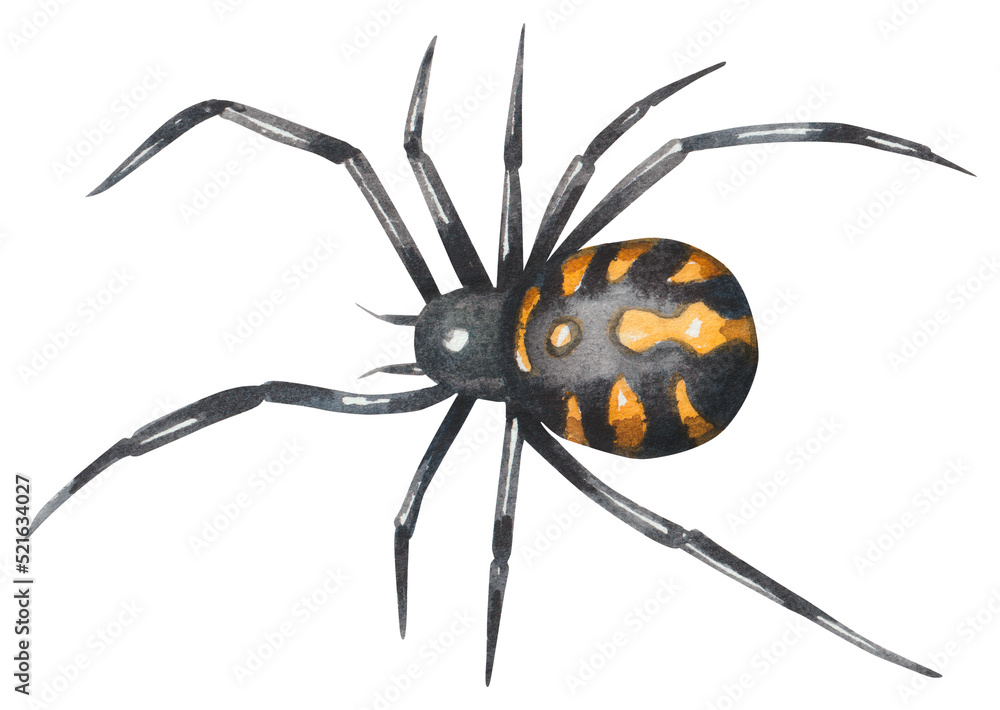 Obraz premium Spider karakurt