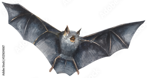 Wild bat photo