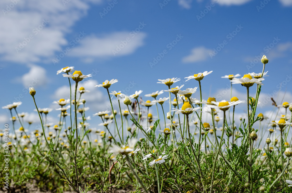 Obraz premium amazingly beautiful daisies against the blue sky with white clouds there is a place for an inscription close-up a good background for postcards