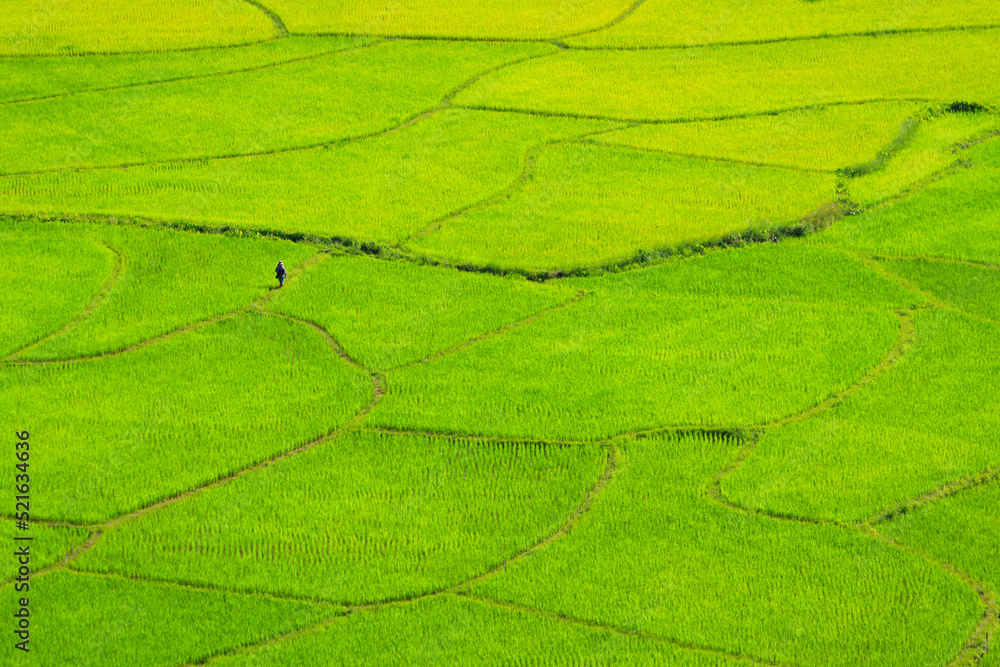 Landscapes rice field, Beautiful green rice field in rain season, High angle view Landscapes rice field, Beautiful green rice field in rain season, High angle view