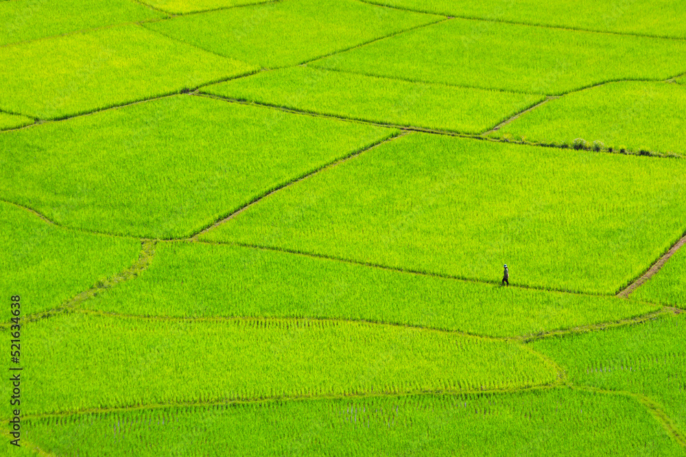 Landscapes rice field, Beautiful green rice field in rain season, High angle view Landscapes rice field, Beautiful green rice field in rain season, High angle view