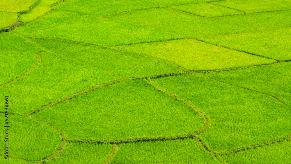 Landscapes rice field, Beautiful green rice field in rain season, High angle view Landscapes rice field, Beautiful green rice field in rain season, High angle view