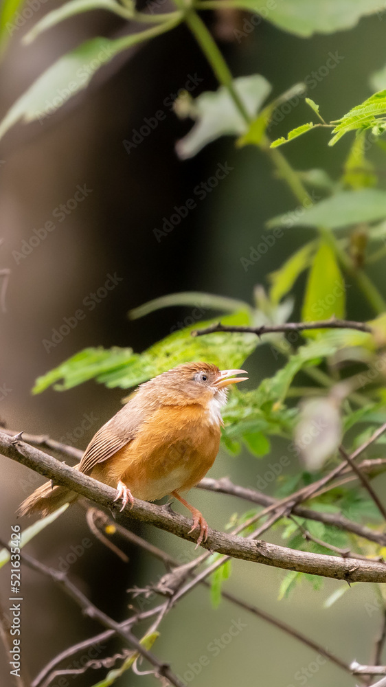 tawny-bellied babbler (Dumetia hyperythra) perched on branch tawny-bellied babbler (Dumetia hyperythra) perched on branch