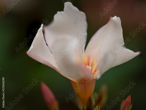 Rose Oleander blossom close up view with blurry bokeh background