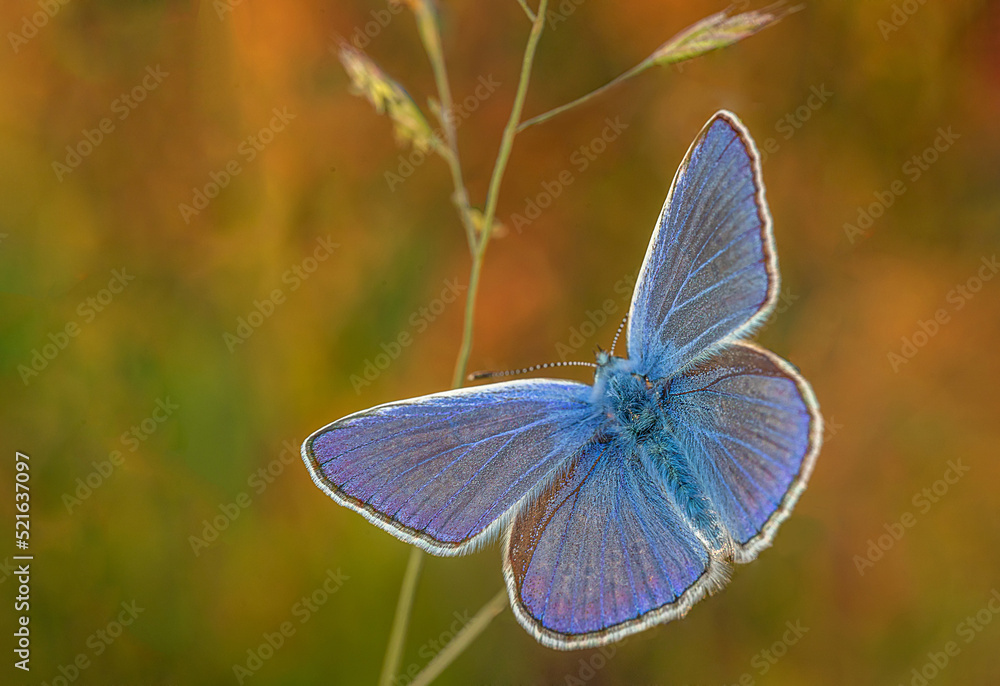 Fototapeta premium Niebieski motyl na trawie 