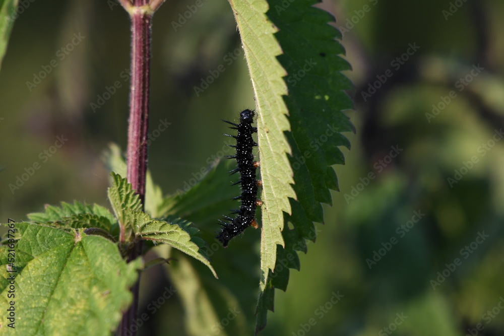 Fototapeta premium black caterpillar on a leaf