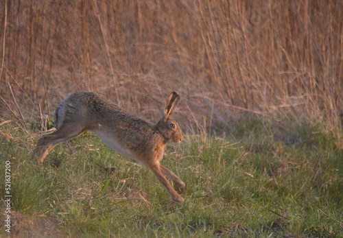 Hare on a field © Florian