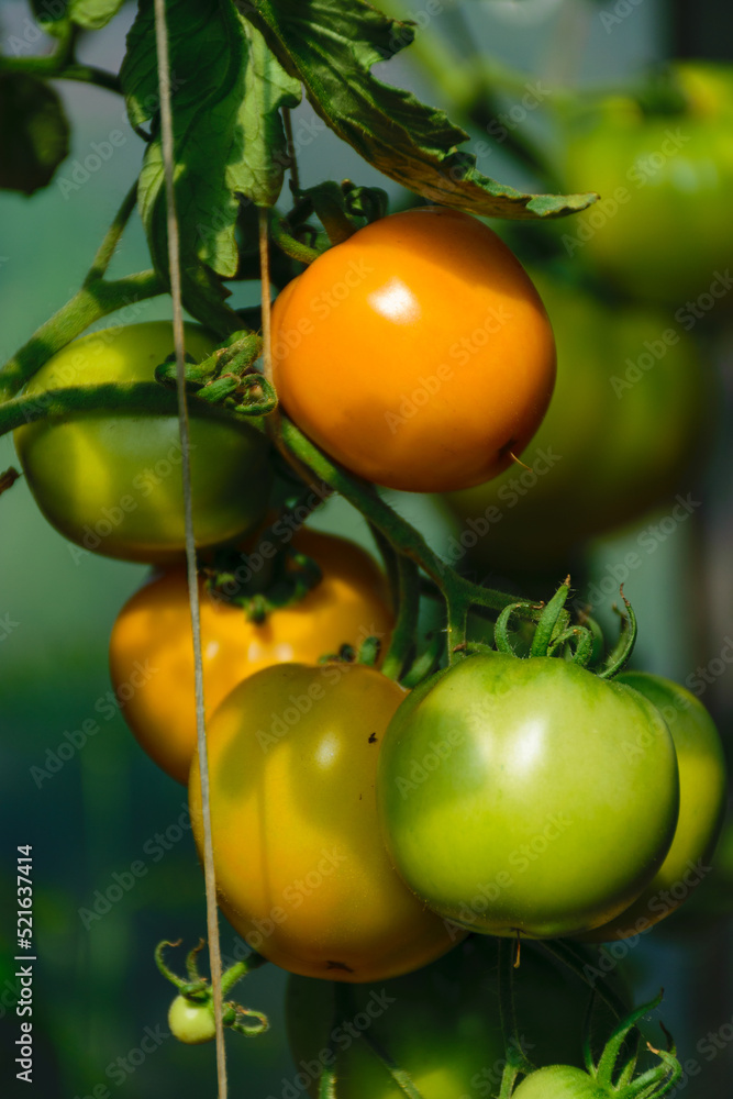 beautiful tomatoes in a greenhouse, healthy diet, autumn harvest tomatoes in a film greenhouse
