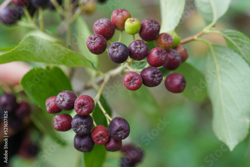 black red unripe berries on a thin branch of a bush with green leaves in nature