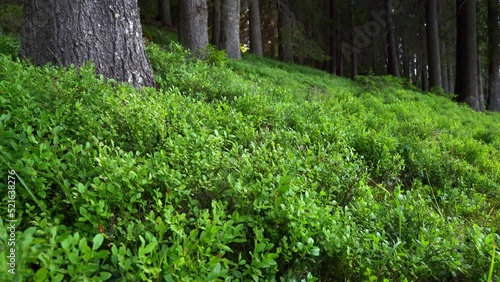 Camera slowly moves forward above forest floor covered with grass. Forest in the background.