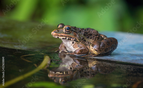 Indian bullfrog or Indus Valley bullfrog (Hoplobatrachus tigerinus) seen near a pond in Chiplun in Maharashtra, India