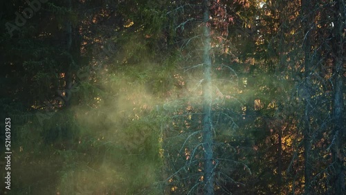 Mist, fog, smoke blown by the wind in front of pine forest. Soft lighting. Sunrise light between trees and twigs. Bugs, incsects flying