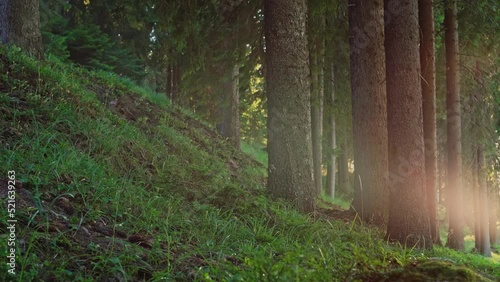 Lush dark pine forest hill landscape. Camera slowly panning left. Soft sun flares. Backlighting. Grass moving by the wind.