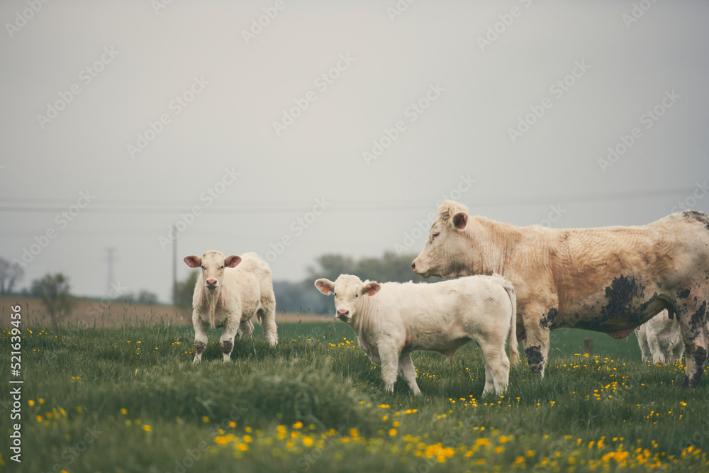 Vache au printemps dans les près