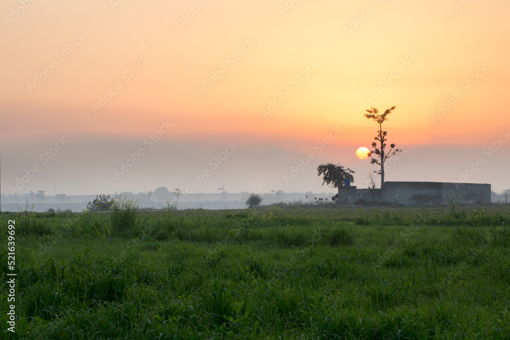 Sunset in a field