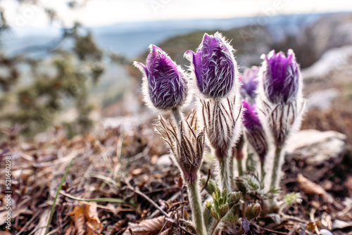 Dream-the beautiful grass Pulsatilla patens blooms in the spring in the mountains. The golden hue of the setting sun. Atmospheric spring background. Delicate, fragile flowers in selective focus at