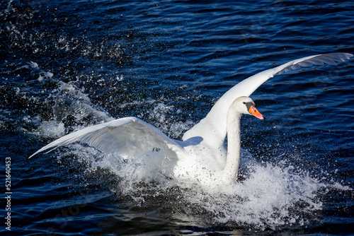 Biały lądujący łabędź na wodzie w jeziorze w pogodny dzień w lato 