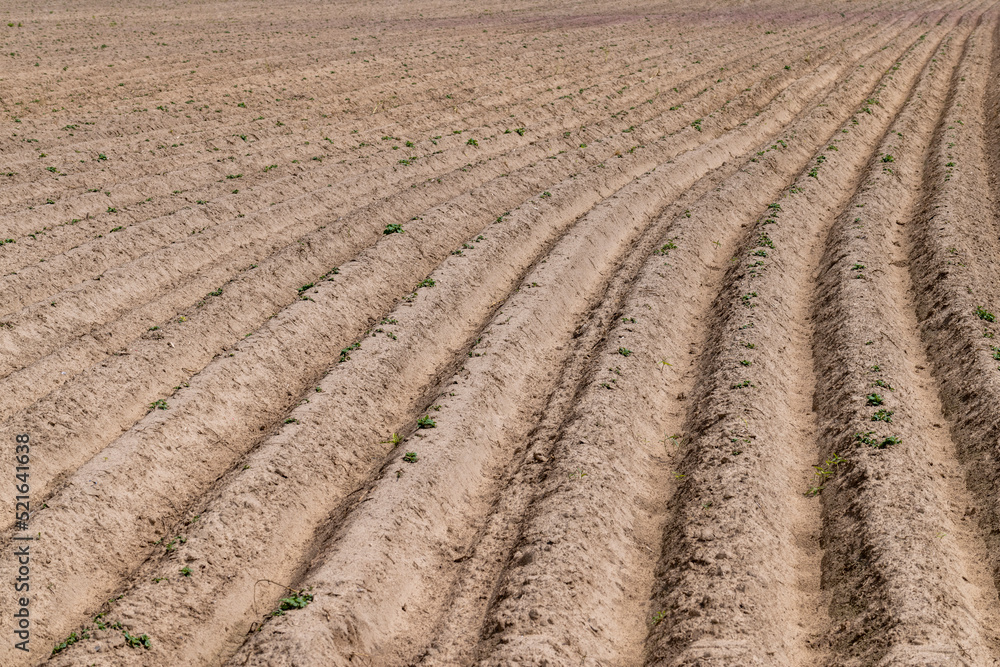 A field with furrows in which potatoes grow A field with furrows in which potatoes grow