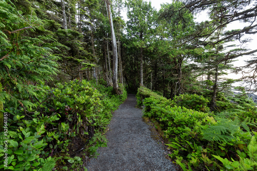 Hiking Path surrounded by lush green trees and bushes in the Morning. Ancient Cedars Loop Trail. Ucluelet, British Columbia, Canada. Adventure Travel. Hiking Path surrounded by lush green trees and bushes in the Morning. Ancient Cedars Loop Trail. Ucluelet, British Columbia, Canada. Adventure Travel.