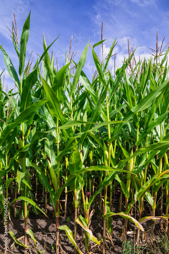 Corn Maize field with blue sky close up