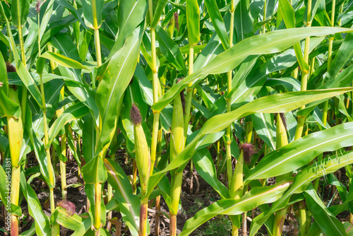 Corn Maize field close up seamless full frame