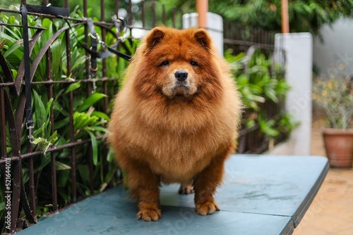 Closeup shot of a fluffy brown chow chow dog in a garden photo
