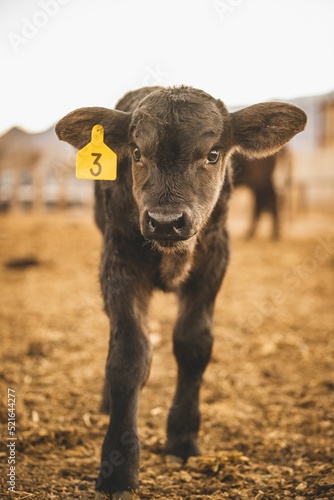 Murais de parede Vertical shot of an adorable calf on a farmland