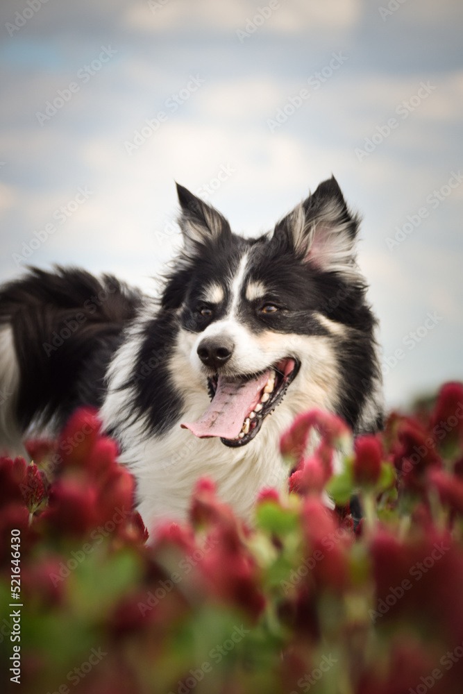 Border collie is running in crimson clover. He has so funny face he is smilling