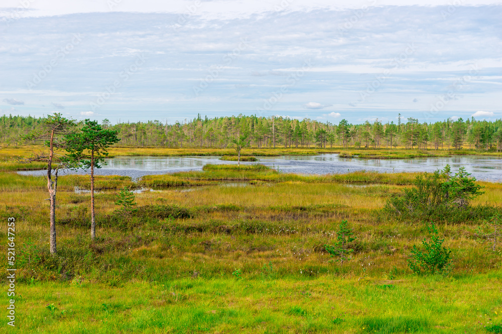 Taiga swampTaiga forest landscape. A terrible impassable swamp. Oil and peat reserves. Russian Federation Taiga swampTaiga forest landscape. A terrible impassable swamp. Oil and peat reserves. Russian Federation