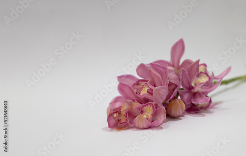 purple orchids on a white surface
