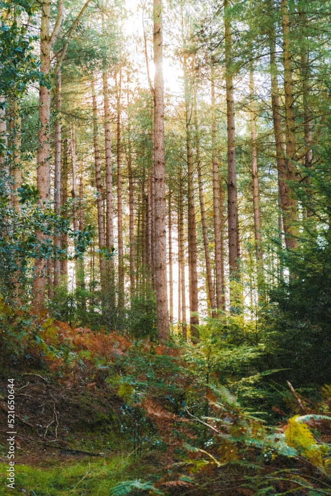 Fototapeta premium Trees of sunset