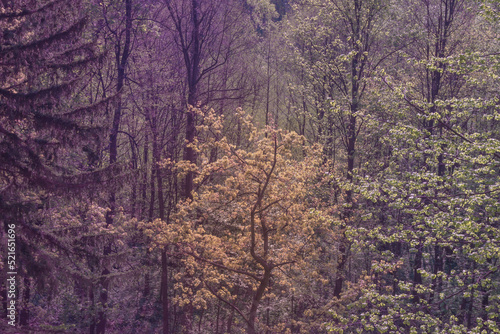 Magiczne drzewo wokół leśnego górskiego krajobrazu otoczone fantastycznym fioletem