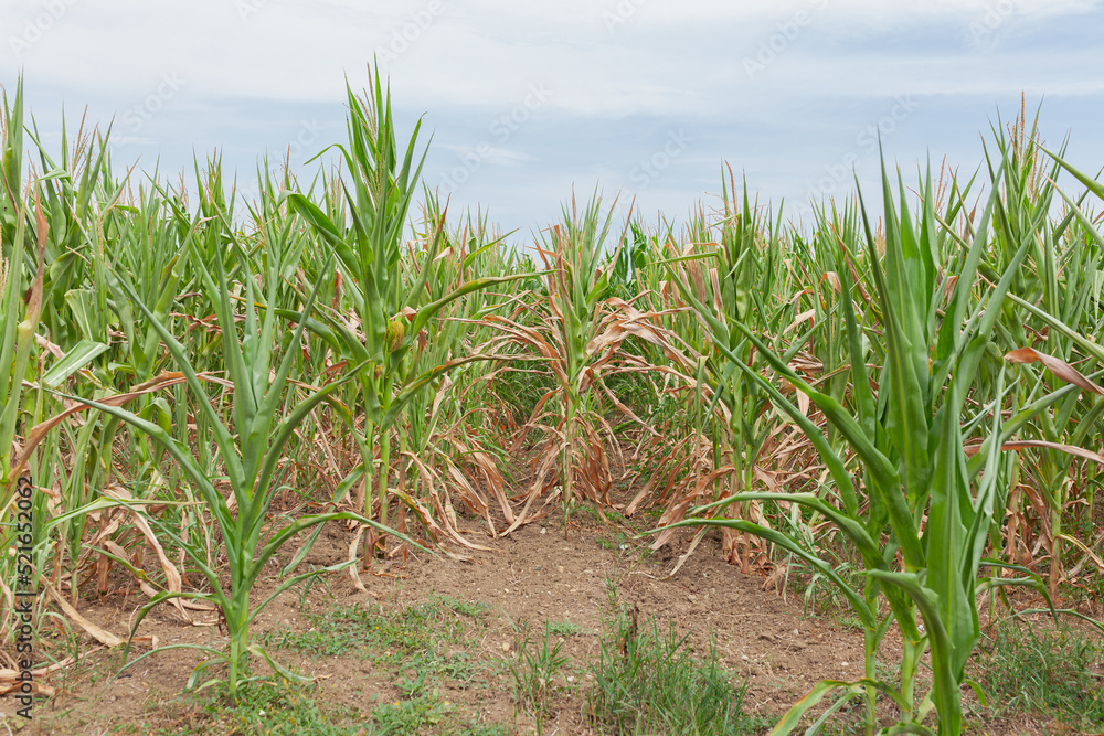 Corn field with some dry ears and plants, blue sky, close up Corn field with some dry ears and plants, blue sky, close up