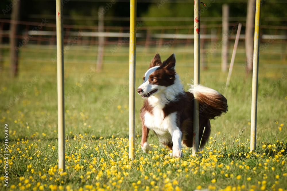 Redmerle border collie is running on czech agility competition slalom. Prague agility competition in dog park Pesopark. Redmerle border collie is running on czech agility competition slalom. Prague agility competition in dog park Pesopark.