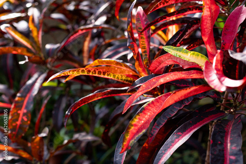 Croton Petra, gorgeous ornamental foliage plant with stunning leaf colour and variegation. Natural background of colourful Crotone plant in the garden.Red leaves.