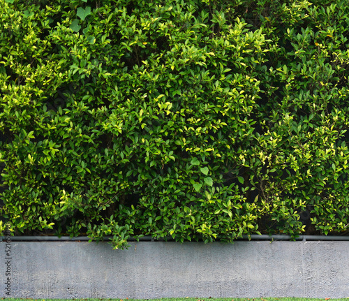 green bushes wall in concrete pot