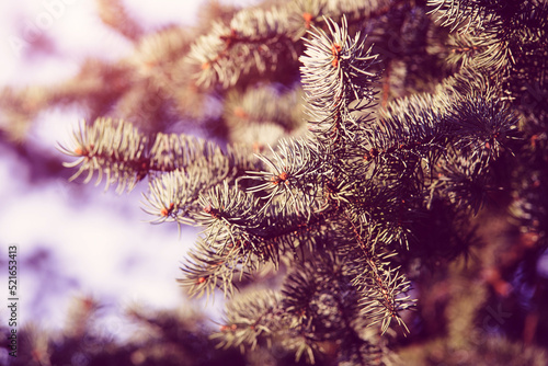 Young shoots on the branches of a silver spruce 