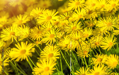 Yellow daisies grow in the meadow in summer 