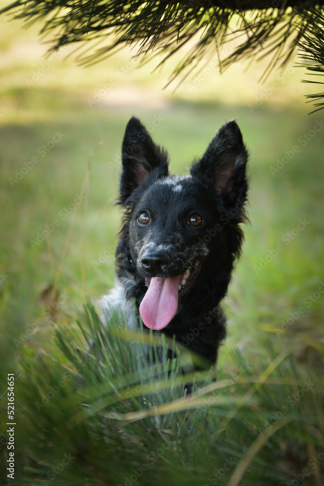 Portrait of dog puppy mudi. She is so nice dog. Portrait of dog puppy mudi. She is so nice dog.