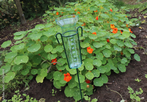 Rain gauge with water in the sun with watercress plants in the background. Spring.