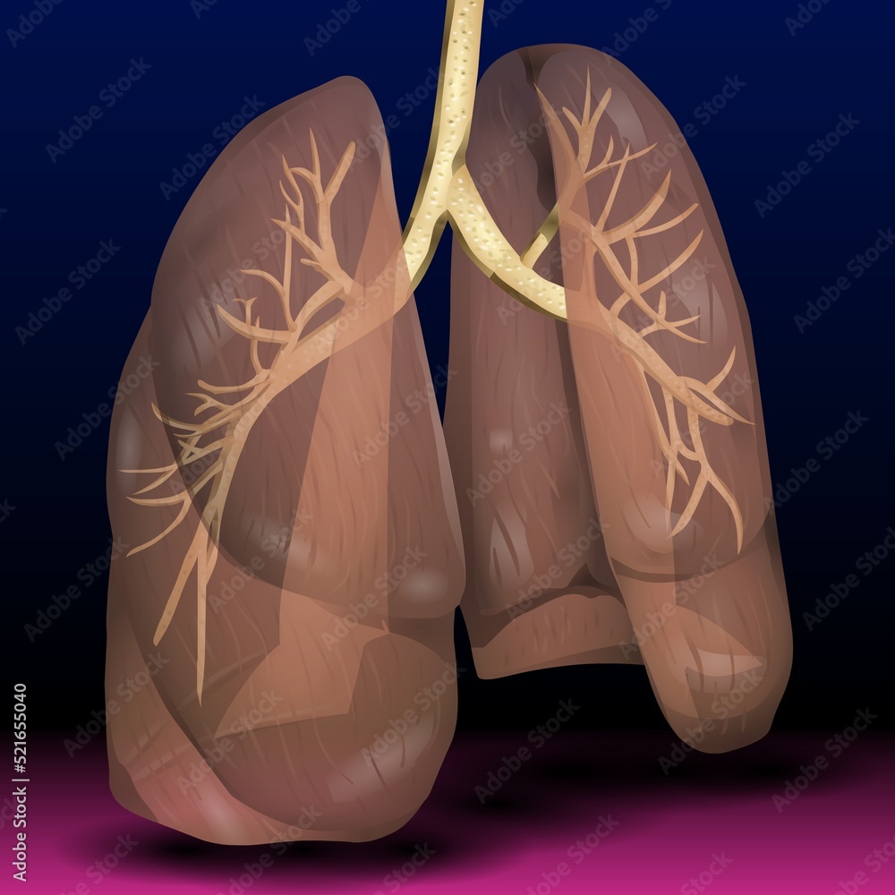 Illustrazione Stock Fla source file available The lungs are a pair of