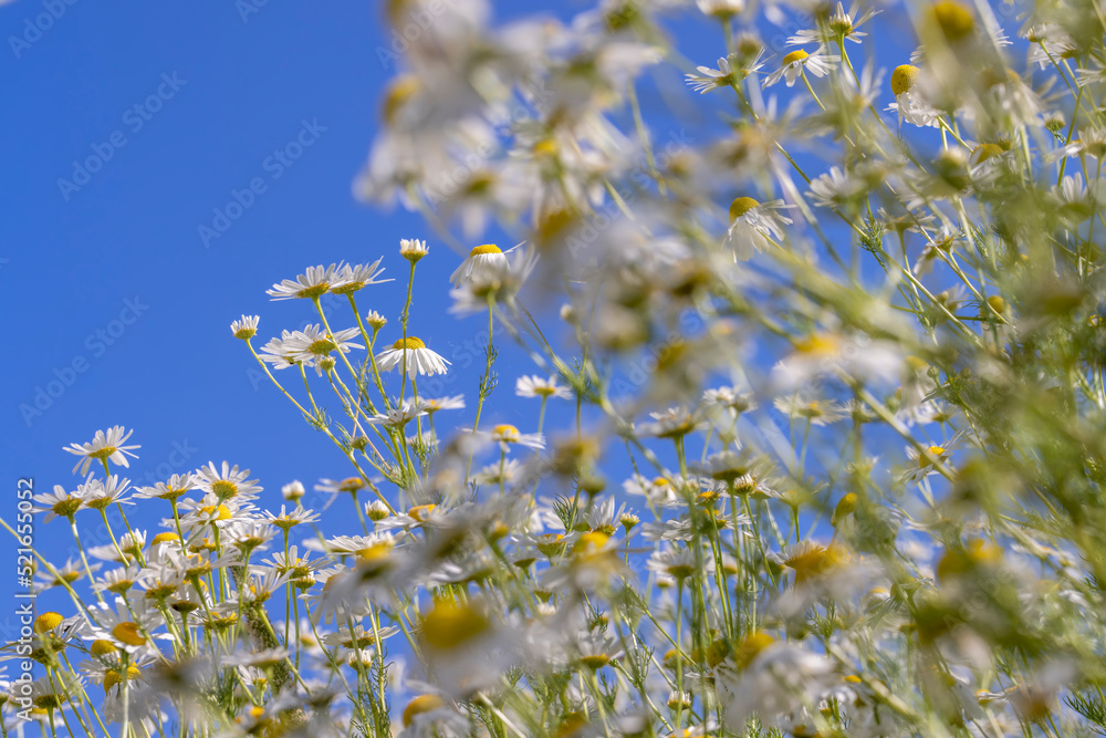 White daisies in the summer in the field
